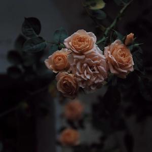 裸体㊙️免费看
